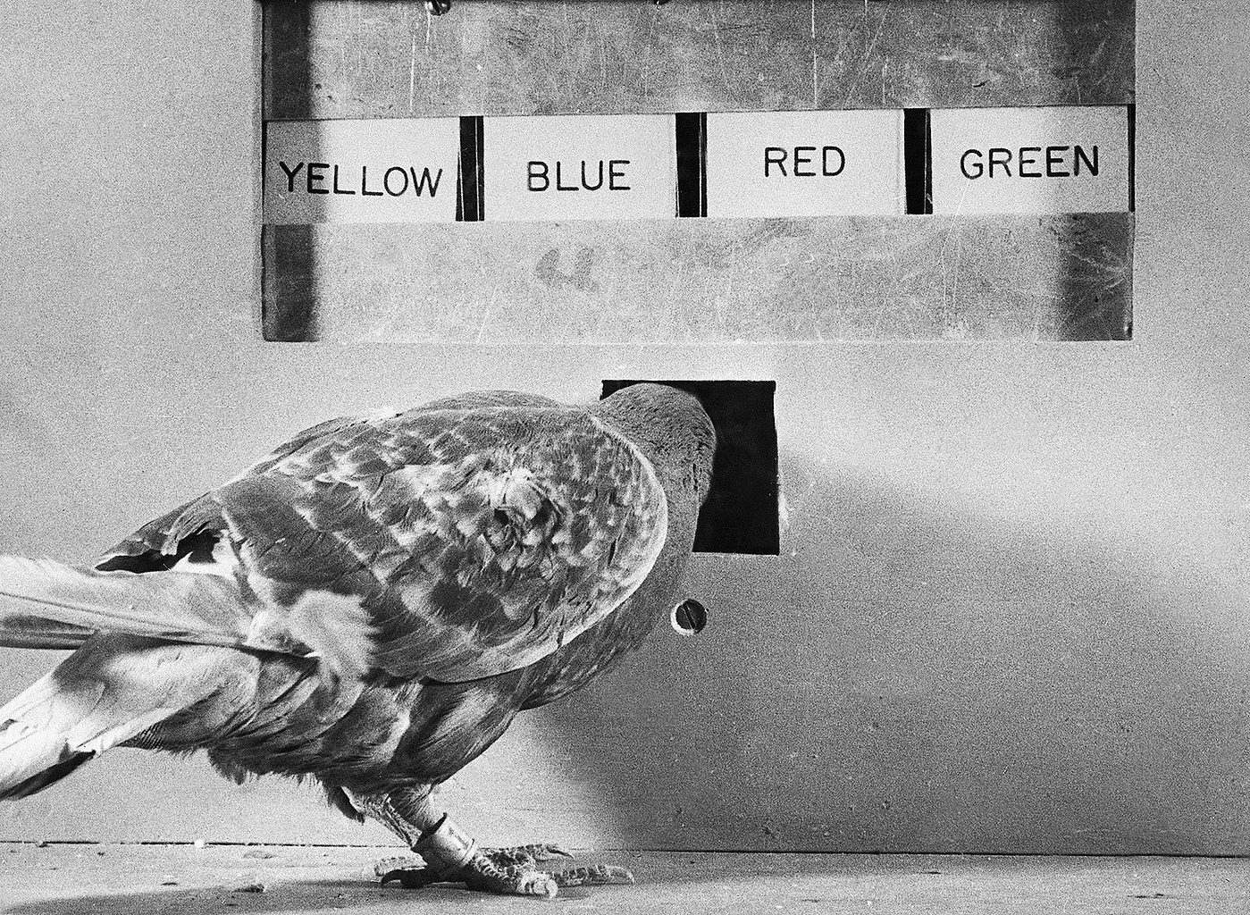 Physical Attraction at Patron Hunt — Find Your Next Favorite Indie Creator